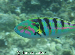 Nice close up of a wrasse, hard to capture well as they a... by James Laker 
